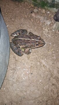 Top-down side angle view of a large wild brown frog sitting on dirt ground at night