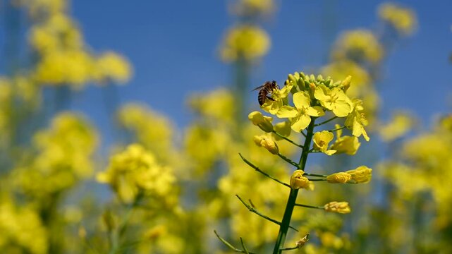 A bee on a rapeseed flower. A bee on a yellow flower. The insect is pollinating the rapeseed. The bee is collecting nectar from the flower.