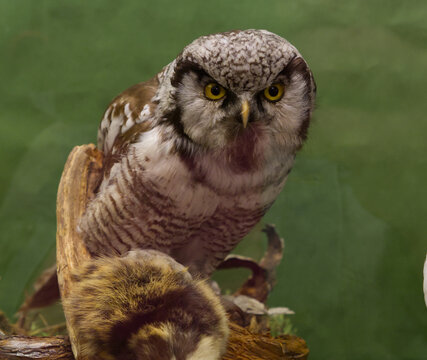Dessau-Ro&szlig;lau, Germany, June 9, 2026.Taxidermy northern hawk