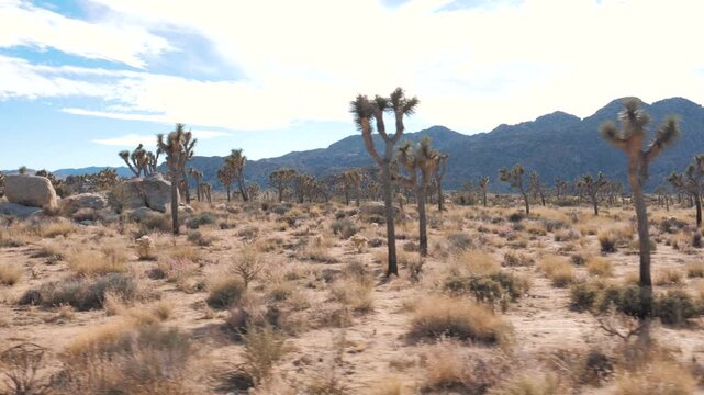 Stunning side view perspective while driving through scenic desert landscape of joshua tree national park, featuring unique yucca plants, arid terrain, and distant mountains under a blue sky