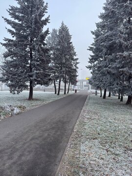 Scenic winter path surrounded by frosty trees on a cold day