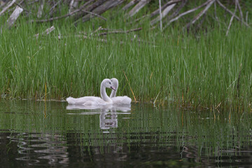 Swanlings © Robin