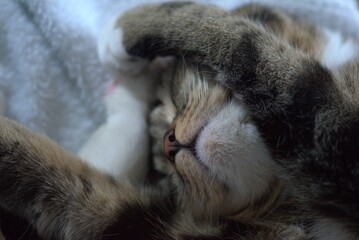 Sleeping Kitty, Pinball Wizard © Robin