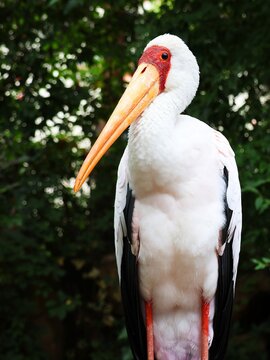 Close-up of an African yellow-billed stork (Mycteria ibis) with leaves in the background.