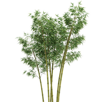 Lush green bamboo stalks with dense foliage and segmented stems forming a tall plant cluster isolated on a transparent background
