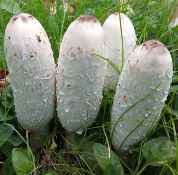 Close-Up of Shaggy Ink Cap Coprinus Comatus Mushrooms in Grass.

