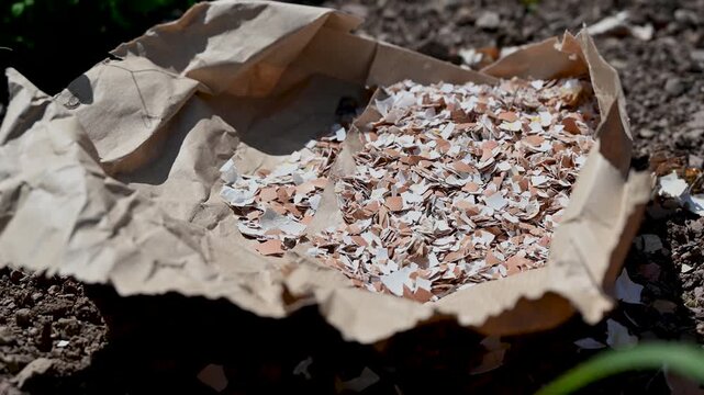 Eggshells as a natural fertilizer. Feeding soil and plants with eggshells. Natural plant nutrition in the garden.