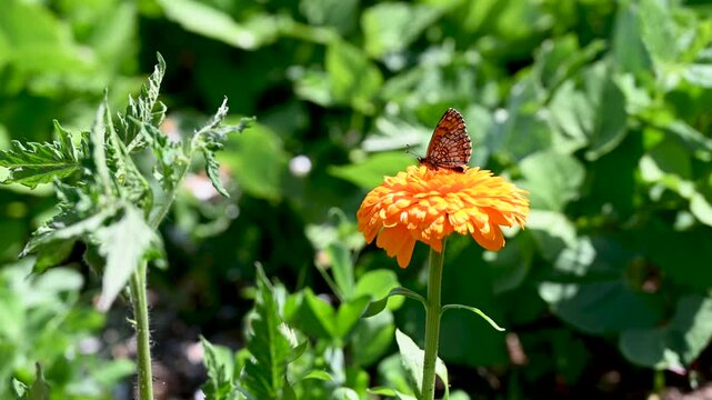 Natural insect repellent. Marigold is a natural ally in defending plants against insects. A butterfly on a marigold flower.