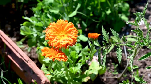 Fresh marigold in the garden. Natural insect repellent. Marigold is a natural ally in defending plants against insects.