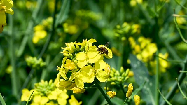 A bee on a rapeseed flower. A bee on a yellow flower. The insect is pollinating the rapeseed. The bee is collecting nectar from the flower.