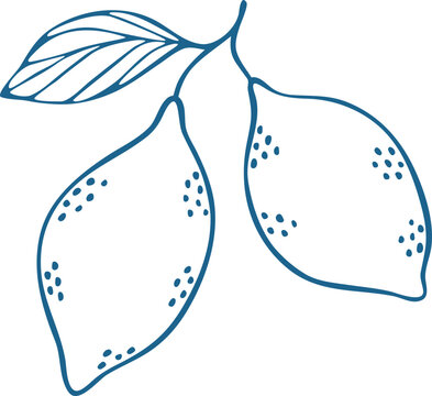 Hand Drawn Blue Lemon Branch Vector Illustration Line Art
