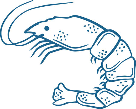 Fresh Shrimp Hand Drawn Vector Line Art Illustration