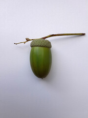 Acorn with Stem Isolated. An immature oak fruit resting on a white table. Vertical shot. © Gebbi Mur