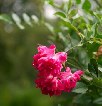Rosenbl&uuml;ten am Strauch