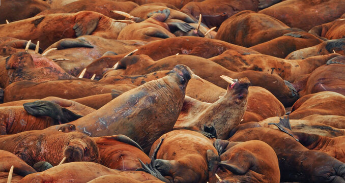 Walrus colony packed tight, two raising heads from the mass
