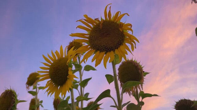 Close-up sunflowers at sunset in the field