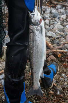 Successful wading angler wih a beautiful sea trout caught in the ocean.