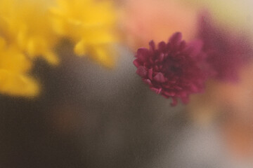 Obraz premium Smoke selected soft focus autumn chrysanthemum aster Flower through translucent matte frosted glass. Abstract natural blurred grain light fog background.