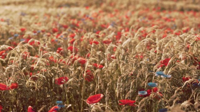 A stunning field filled with bright red poppies and blue cornflowers dances in the gentle breeze during the warm glow of sunset. Natures beauty is on full display, inviting serenity.