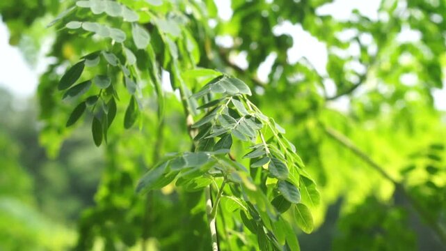 Close-up of fresh green moringa leaves hanging on a tree branch swaying gently in the breeze