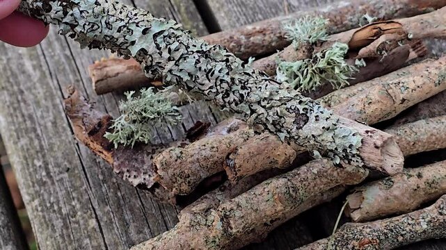 Detailed close-up of delicate gray green lichen covering a small natural branch, showing its intricate texture and natural colors. Norway, Alver. September
