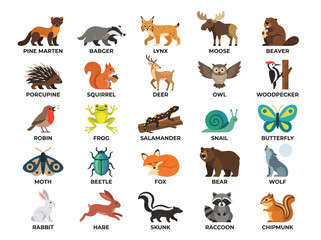 Obraz premium Collection of forest animal vector