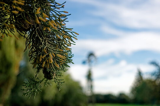 Cypress tree (Cupressus sempervirens) branch with male pollen cones blooming