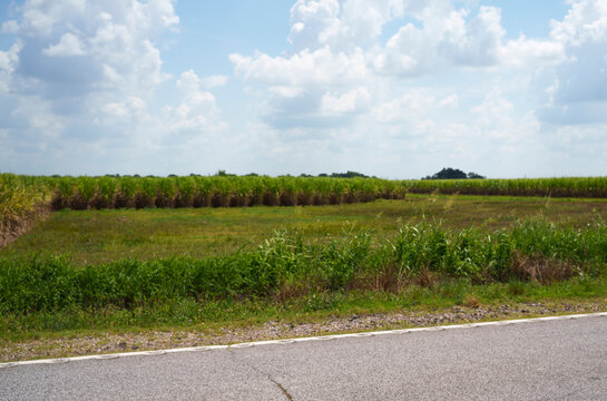 In Vermillion Parish Louisiana sugarcane fields are planted north of the Intracoastal Waterway.