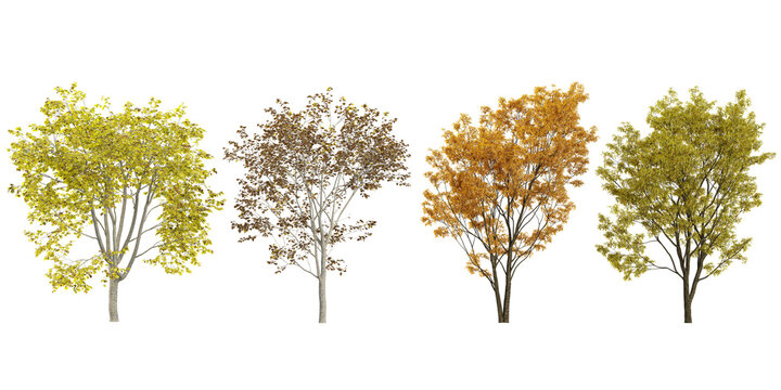 3d illustration of Platanus trees on transparent background