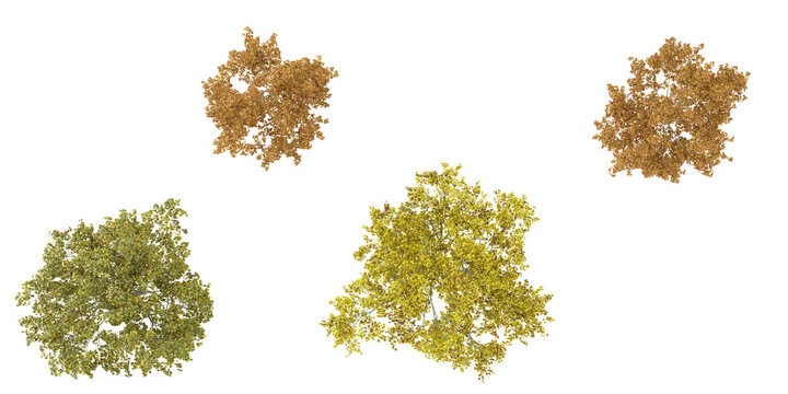 3d illustration of Liquidambar,Platanus trees on transparent background from the top view