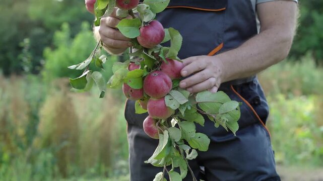 Young adult man picks apples in sunny orchard, steadying loaded branch with careful hands. Concentrated farming worker in practical workwear gathers ripe red apples from tree among blurred green rows.