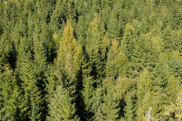 Coniferous trees in sunlight. Abstract background of a natural scene. Forest texture in the late summer season in Czech Republic. © Felix Geringswald