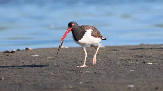 American Oystercatcher Carrying a Marine Worm Across a Mudflat
