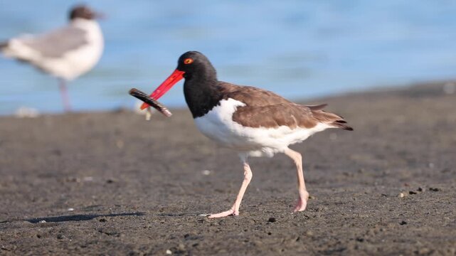 American Oystercatcher Walking with a Marine Worm in Its Bill
