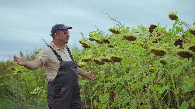 Middle aged farmer talks beside sunflower plants, wearing work overalls in rural field. Man keeps concentrated expression while gesturing toward tall seed heads and wide green rows under cloudy sky.