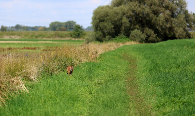 Roe deer fleeing from the hunt and the hunter © Andrea Geiss