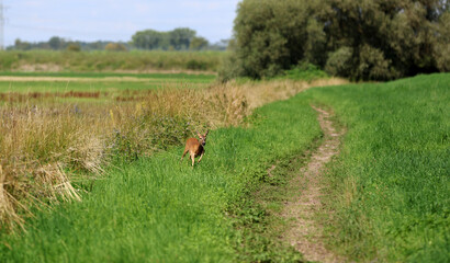 Roe deer fleeing from the hunt and the hunter © Andrea Geiss
