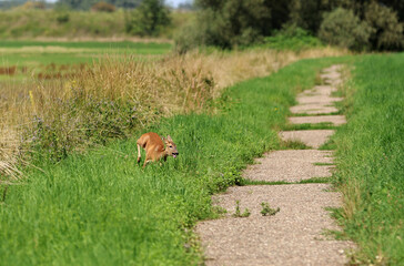 Roe deer fleeing from the hunt and the hunter © Andrea Geiss
