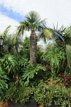 planta verde no jardim 