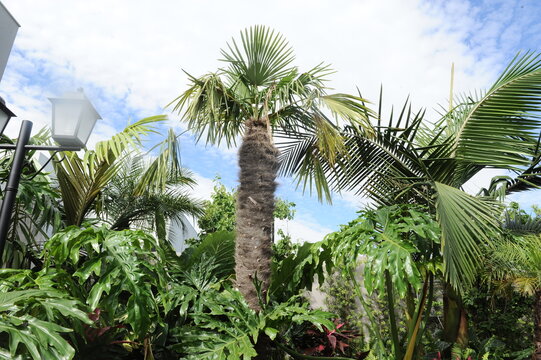 planta verde no jardim 