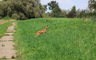 Roe deer fleeing from the hunt and the hunter © Andrea Geiss