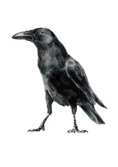 Obraz premium Black raven. Solitary bird. Watercolor painting. Black bird on a white background.