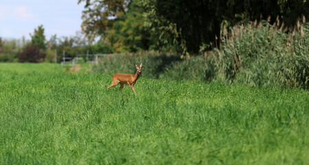Roe deer fleeing from the hunt and the hunter © Andrea Geiss