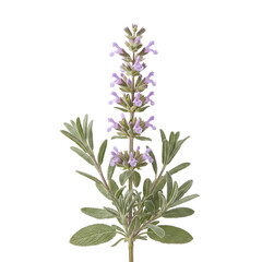 Fototapeta premium Thyme-leaved sage Salvia officinalis with pale purple tubular flowers isolated on transparent background for herbal medicine and botanical garden stock photography