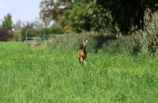 Roe deer fleeing from the hunt and the hunter