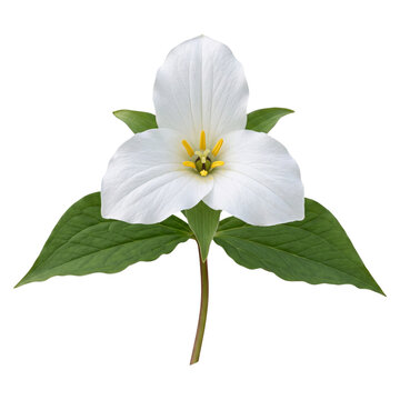 Trillium grandiflorum white trillium with large three-petaled white bloom isolated on transparent background for spring forest flora and botanical stock photography