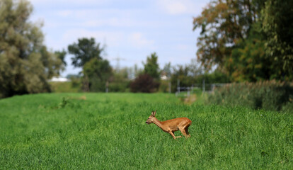 Roe deer fleeing from the hunt and the hunter © Andrea Geiss
