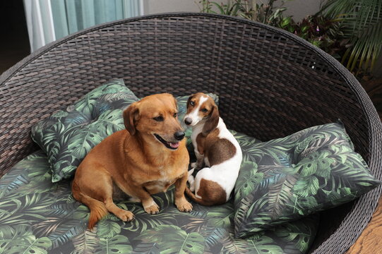cachorros a vontade em casa 