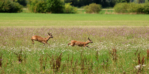 Roe deer fleeing from the hunt and the hunter © Andrea Geiss