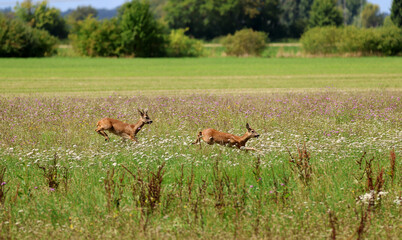 Roe deer fleeing from the hunt and the hunter © Andrea Geiss